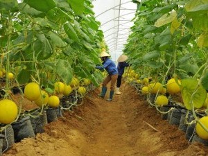 CẦN TUYỂN NỮ 15 LÀM NÔNG NGHIỆP