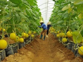 CẦN TUYỂN NỮ LÀM NÔNG NGHIỆP